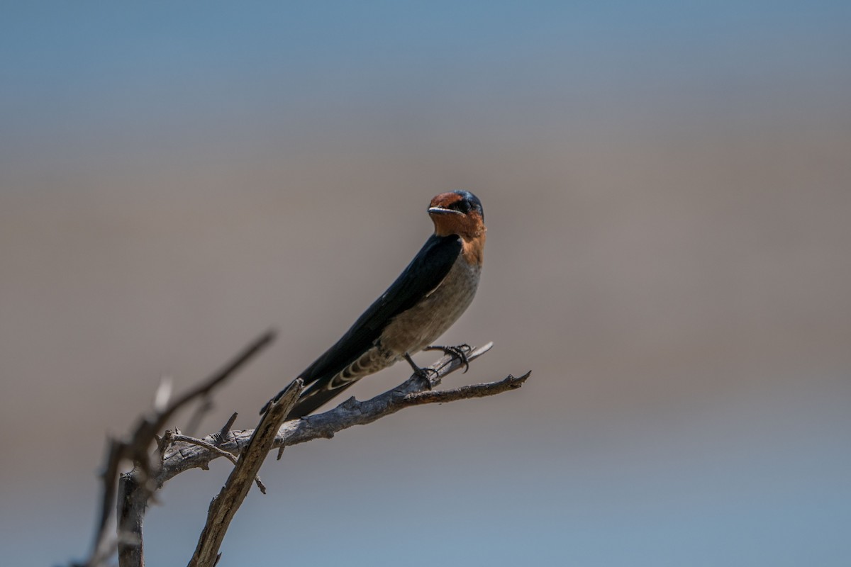 Pacific Swallow - ML607917961