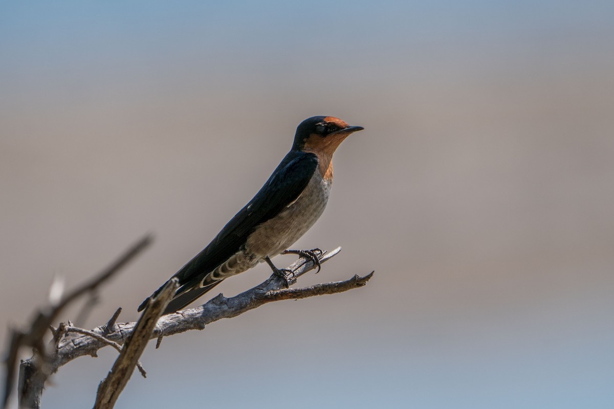 Pacific Swallow - ML607917971