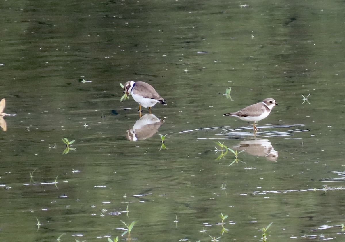 Semipalmated Plover - ML607919941