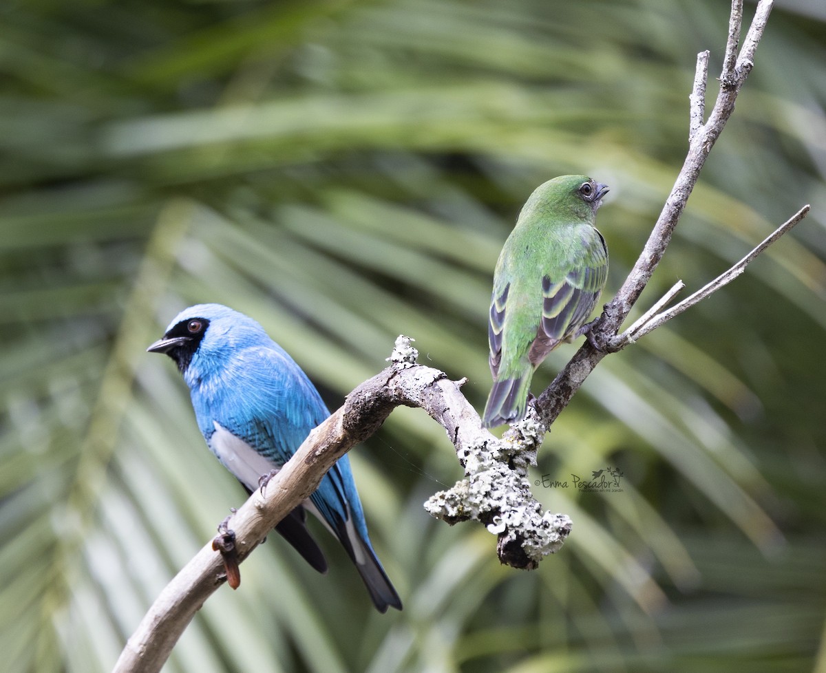 Swallow Tanager - ML607923111