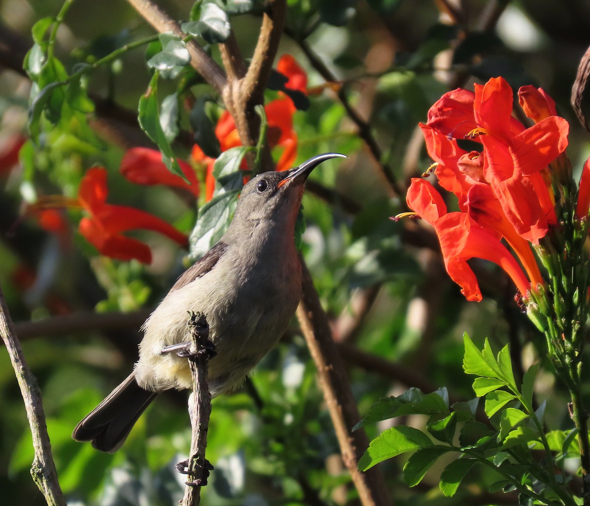 Mouse-colored Sunbird - ML607927311