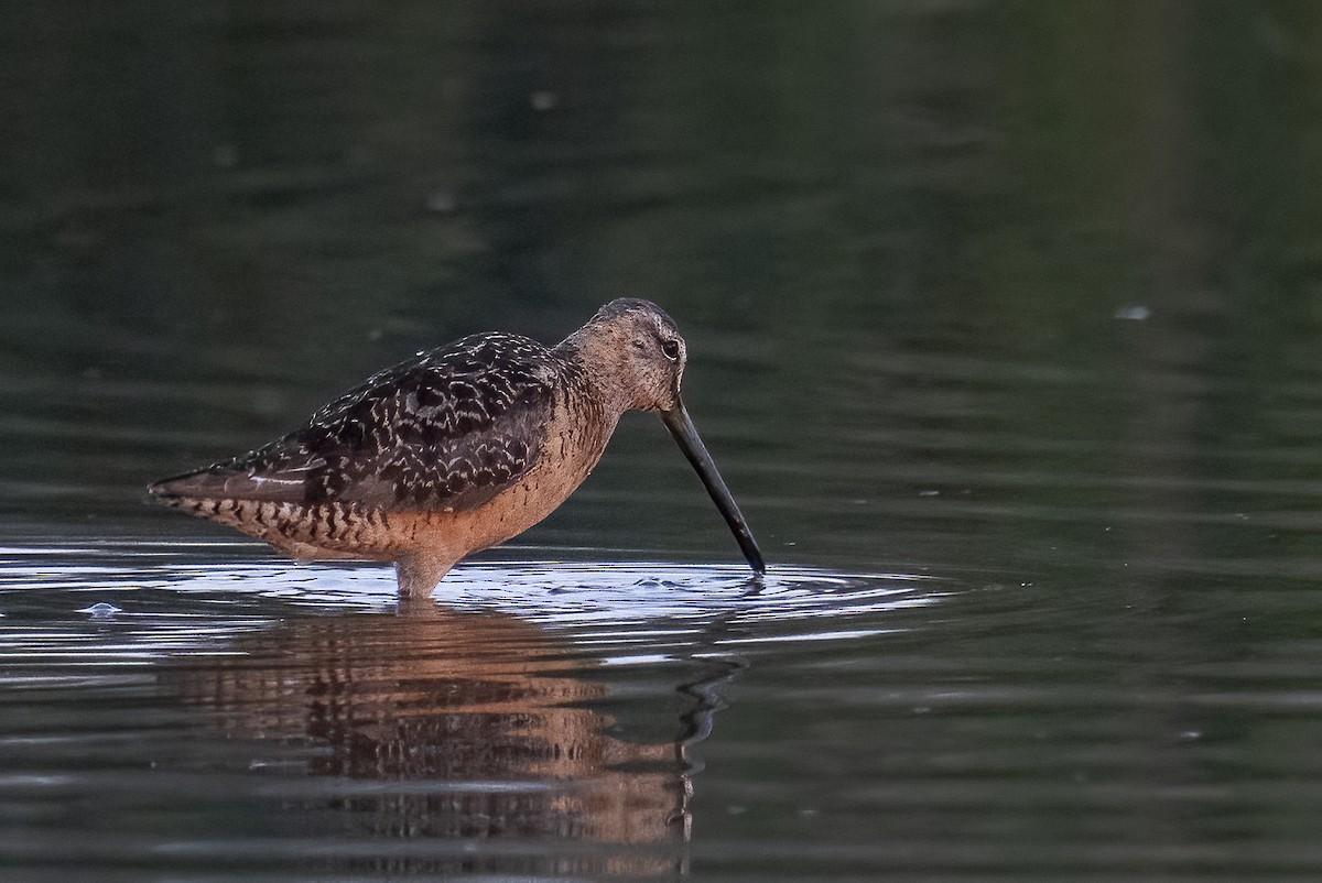 Long-billed Dowitcher - ML607929111