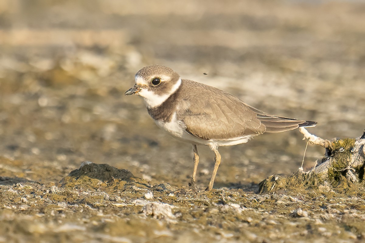 Semipalmated Plover - ML607929511