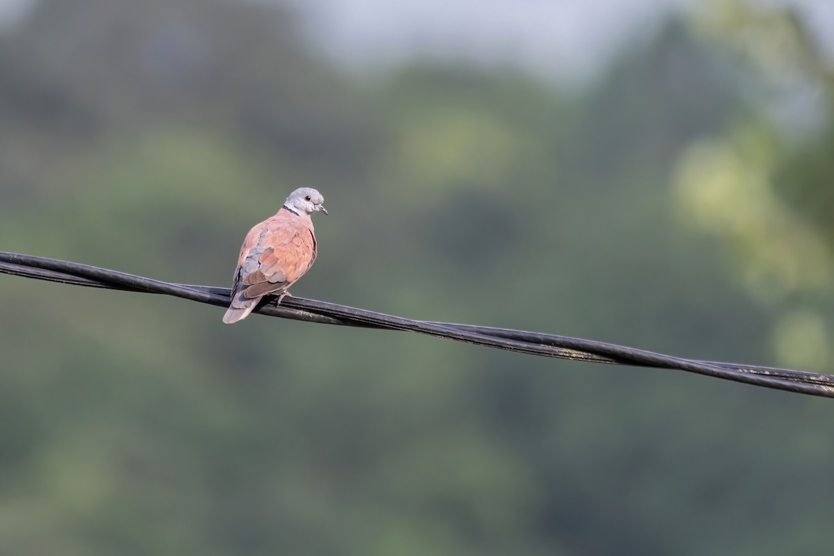 Red Collared-Dove - ML607930851