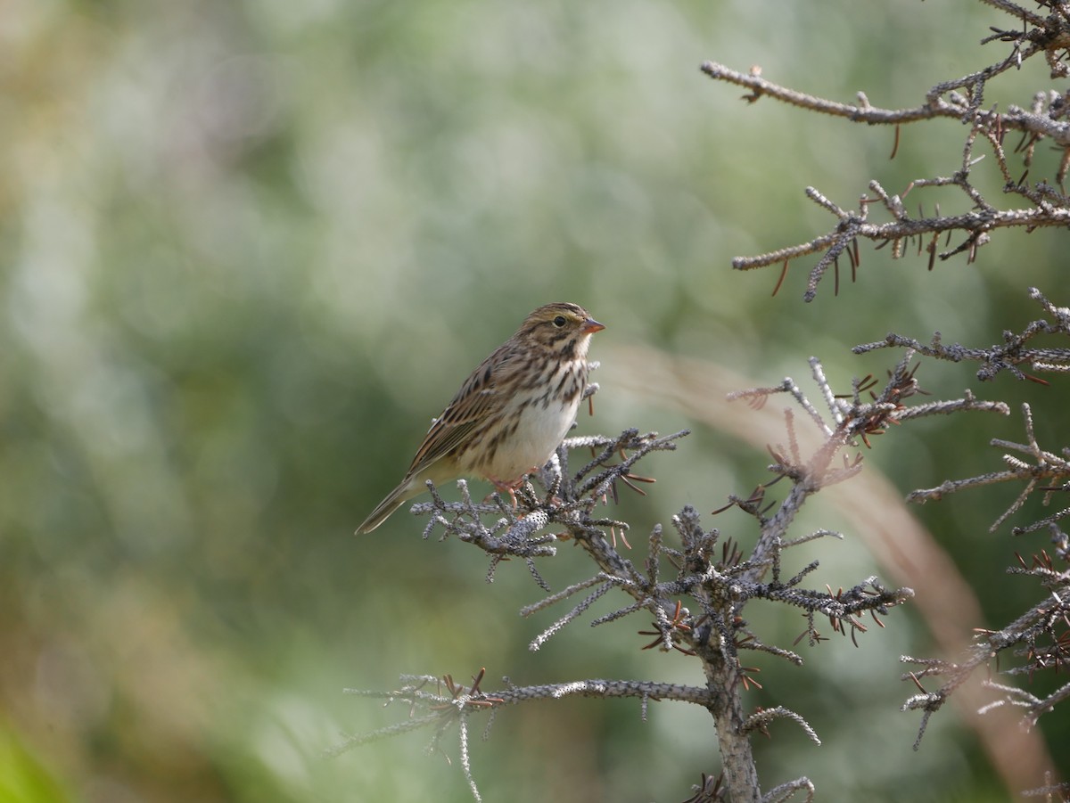 Savannah Sparrow - ML607933341