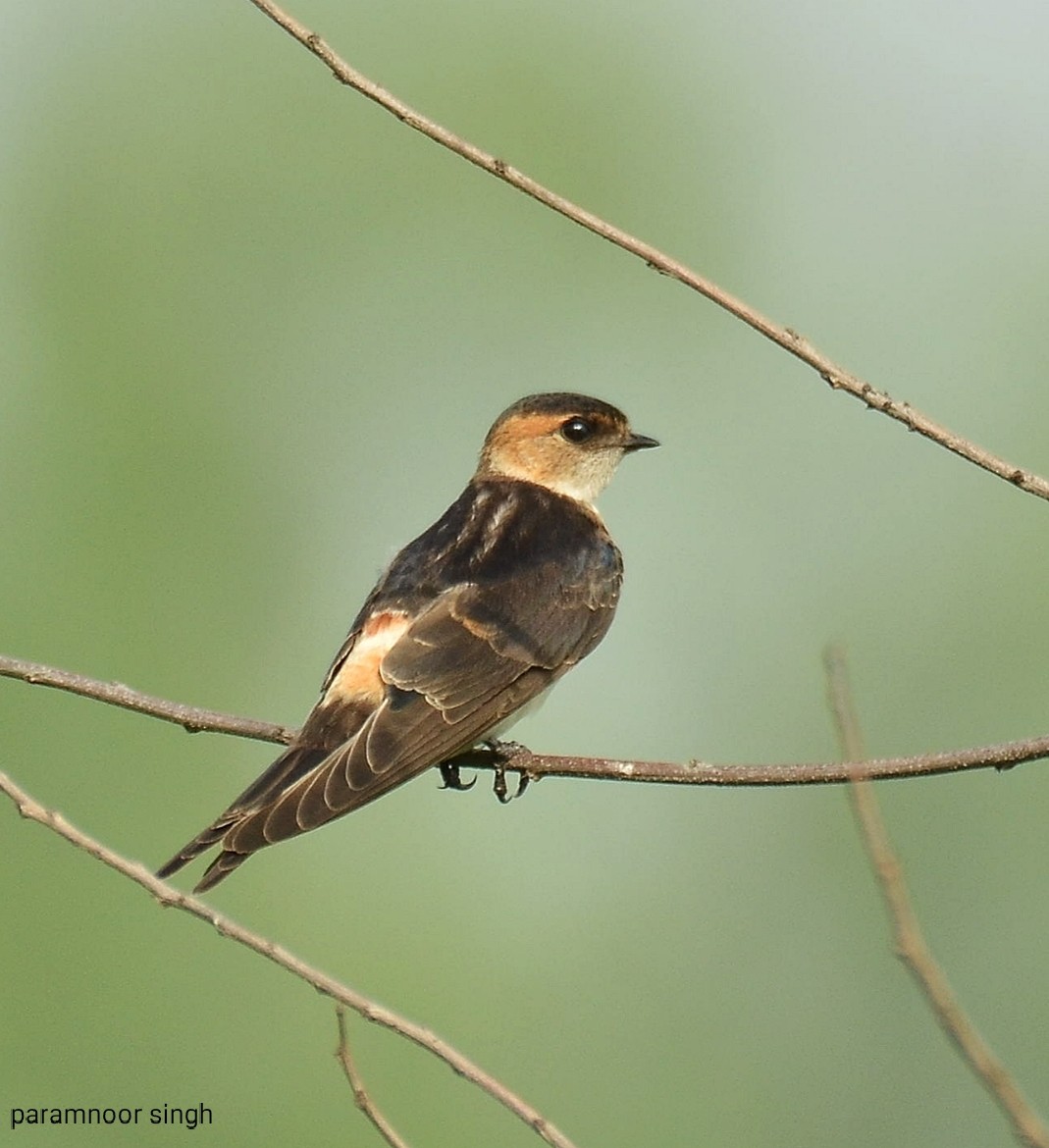 Red-rumped Swallow - ML607934811