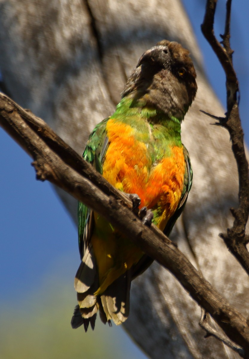 Senegal Parrot - Dobrin Botev