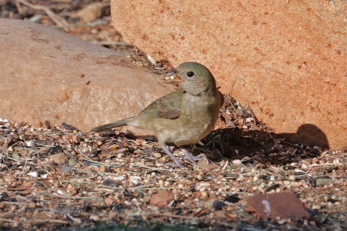 Painted Bunting - ML607936051