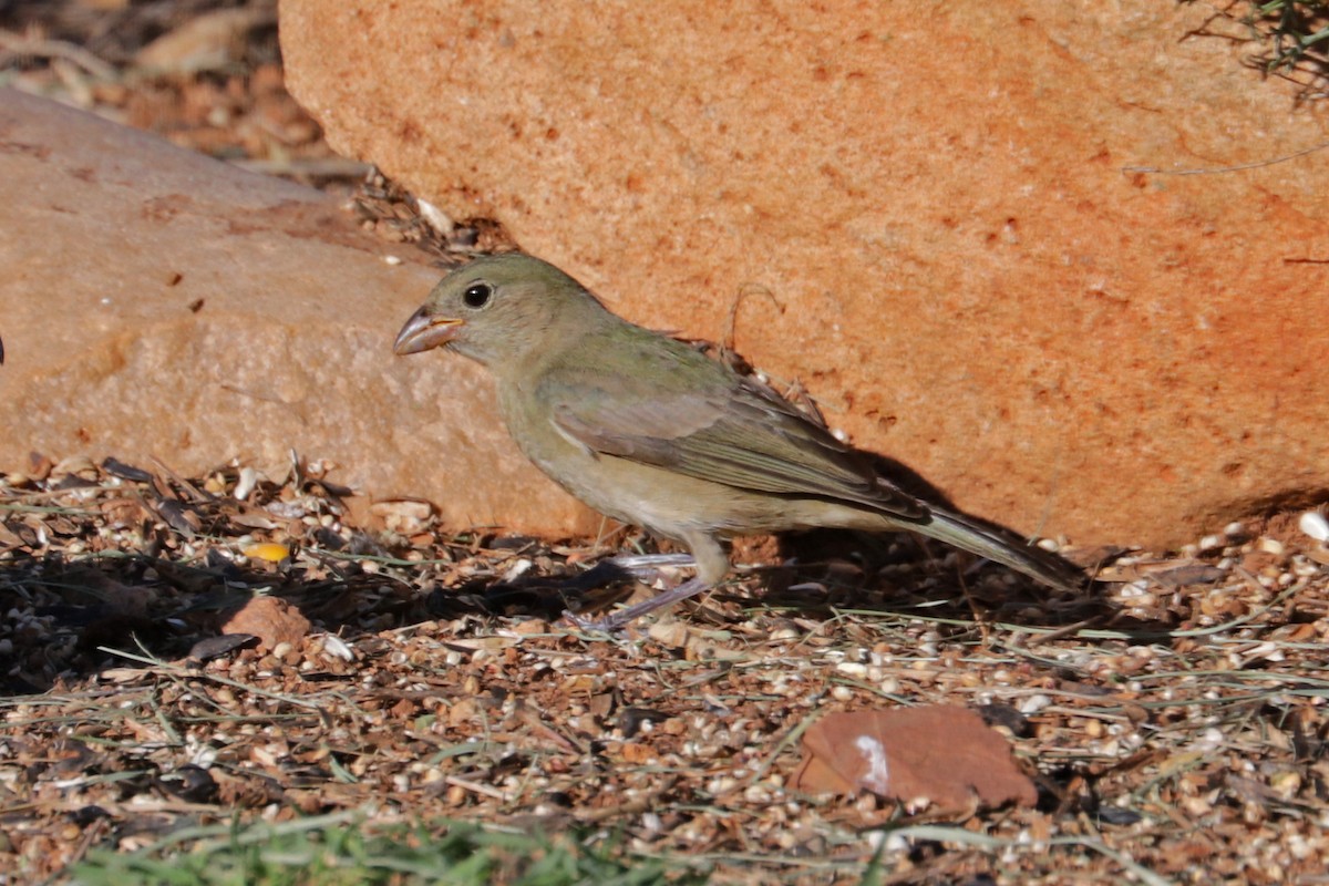 Painted Bunting - ML607936061