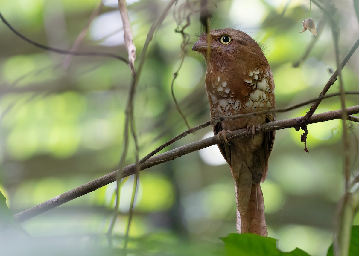 Blyth's Frogmouth (Indochinese) - ML607937221