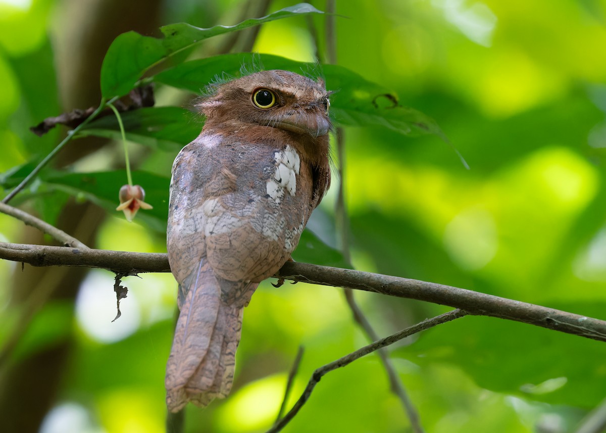 Blyth's Frogmouth (Indochinese) - ML607937231
