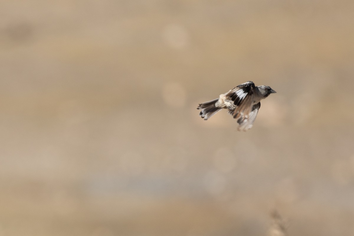 Afghan Snowfinch - ML607940601