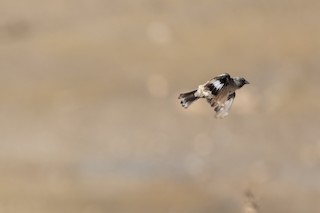  - Afghan Snowfinch
