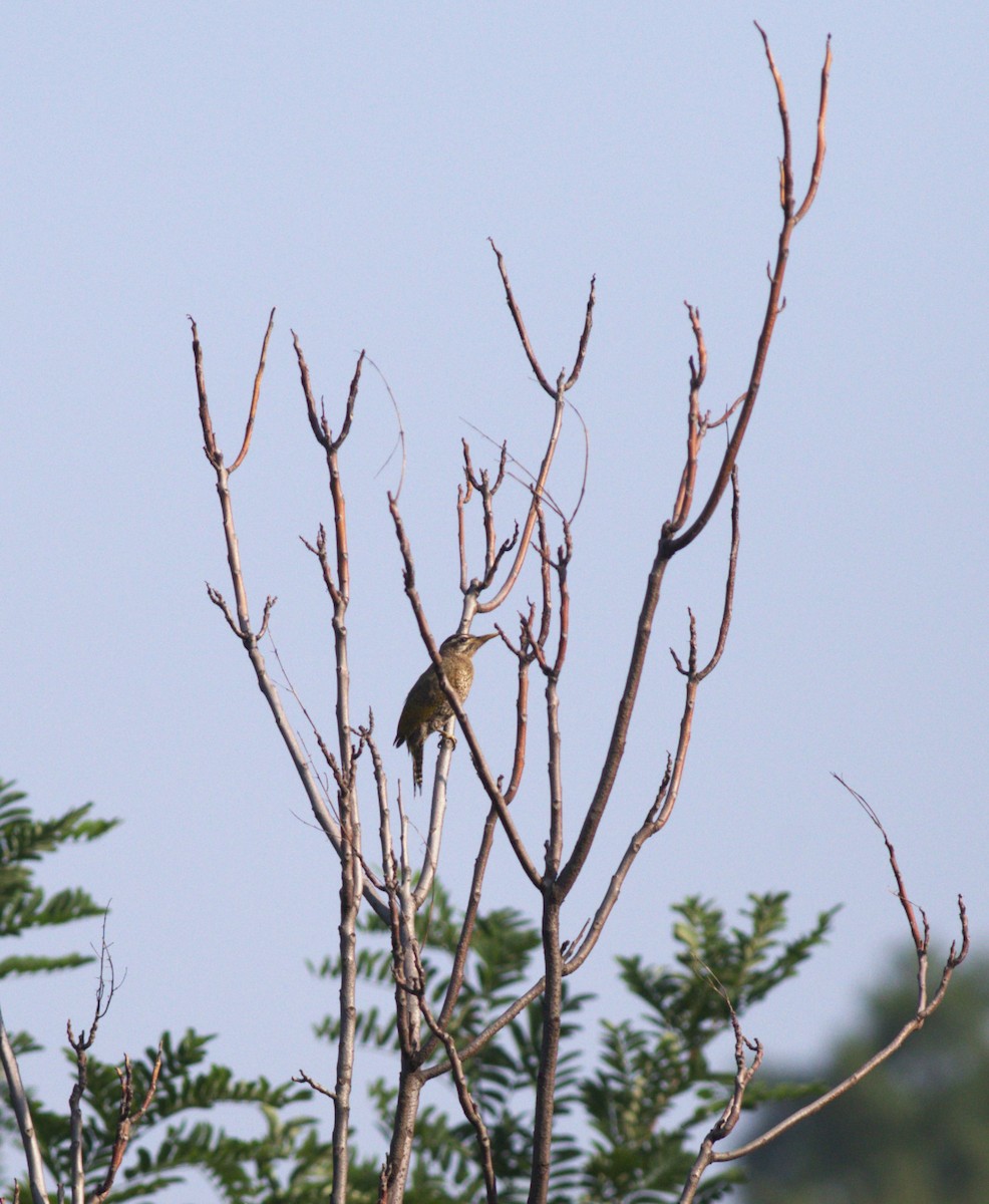 Scaly-bellied Woodpecker - ML607943531