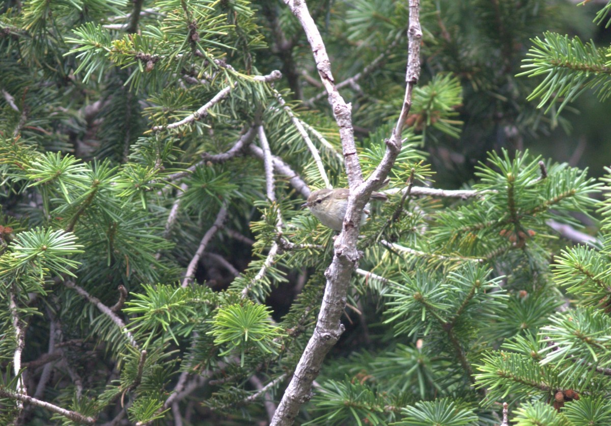 Hume's Warbler - ML607948941