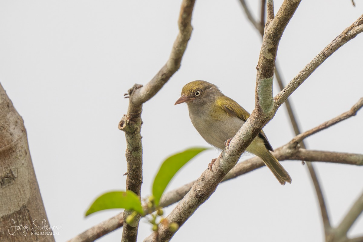 Gray-chested Greenlet - Jorge Claudio Schlemmer