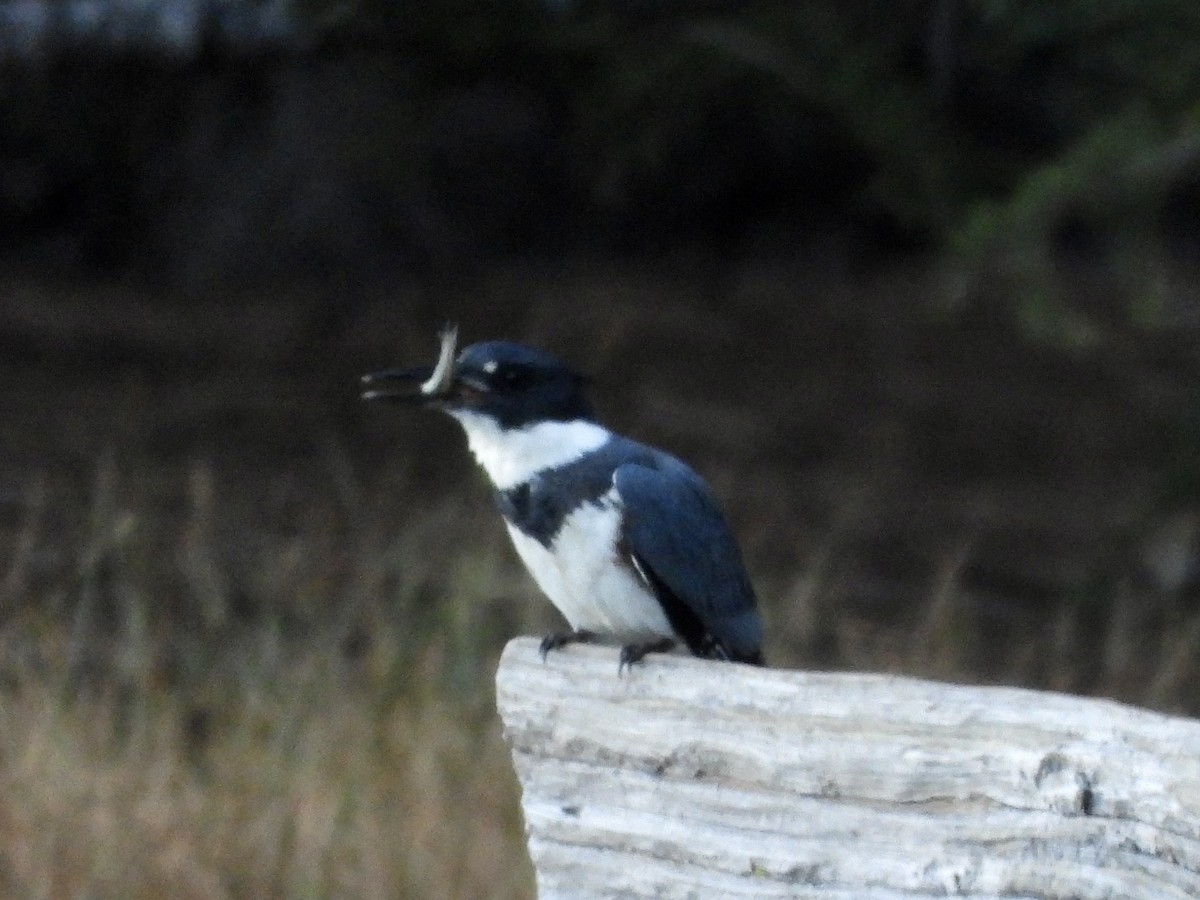 Belted Kingfisher - ML607952671