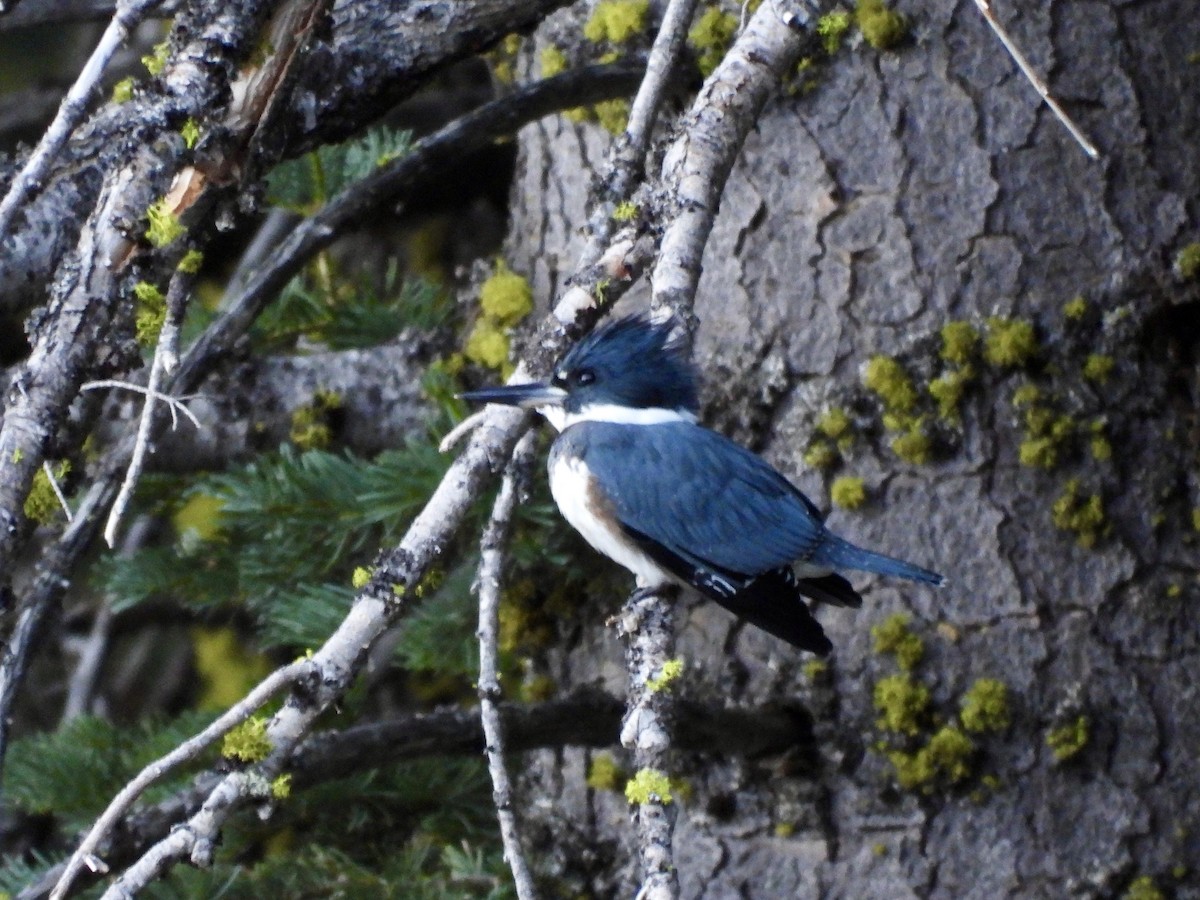 Belted Kingfisher - ML607952691