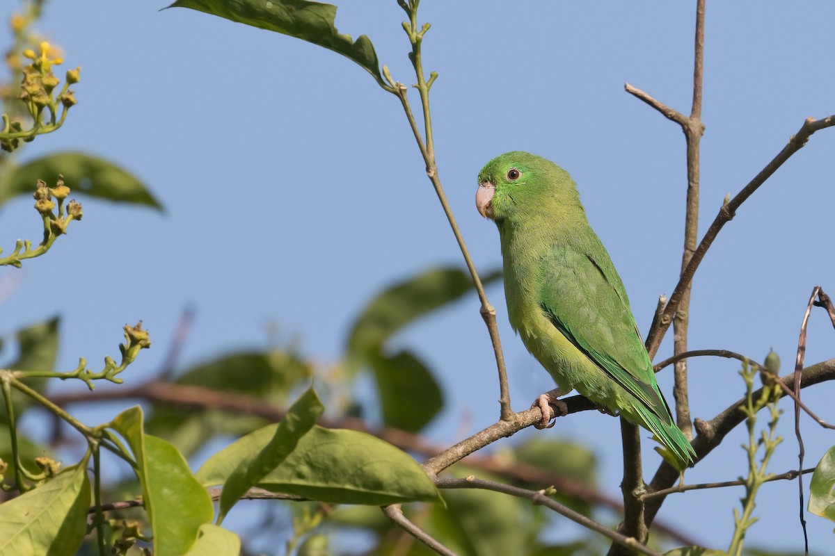 Spectacled Parrotlet - ML607953271