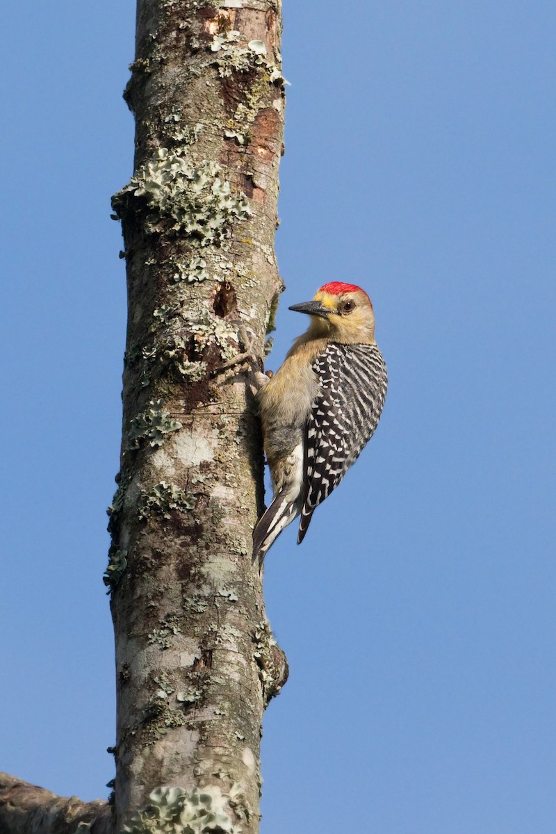 Red-crowned Woodpecker - ML607953641