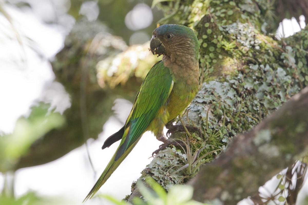 Brown-throated Parakeet - Michel Gutierrez