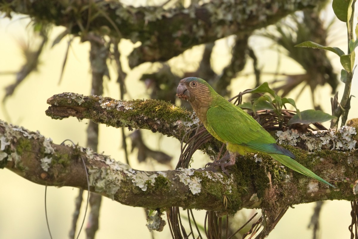 Brown-throated Parakeet - ML607956141