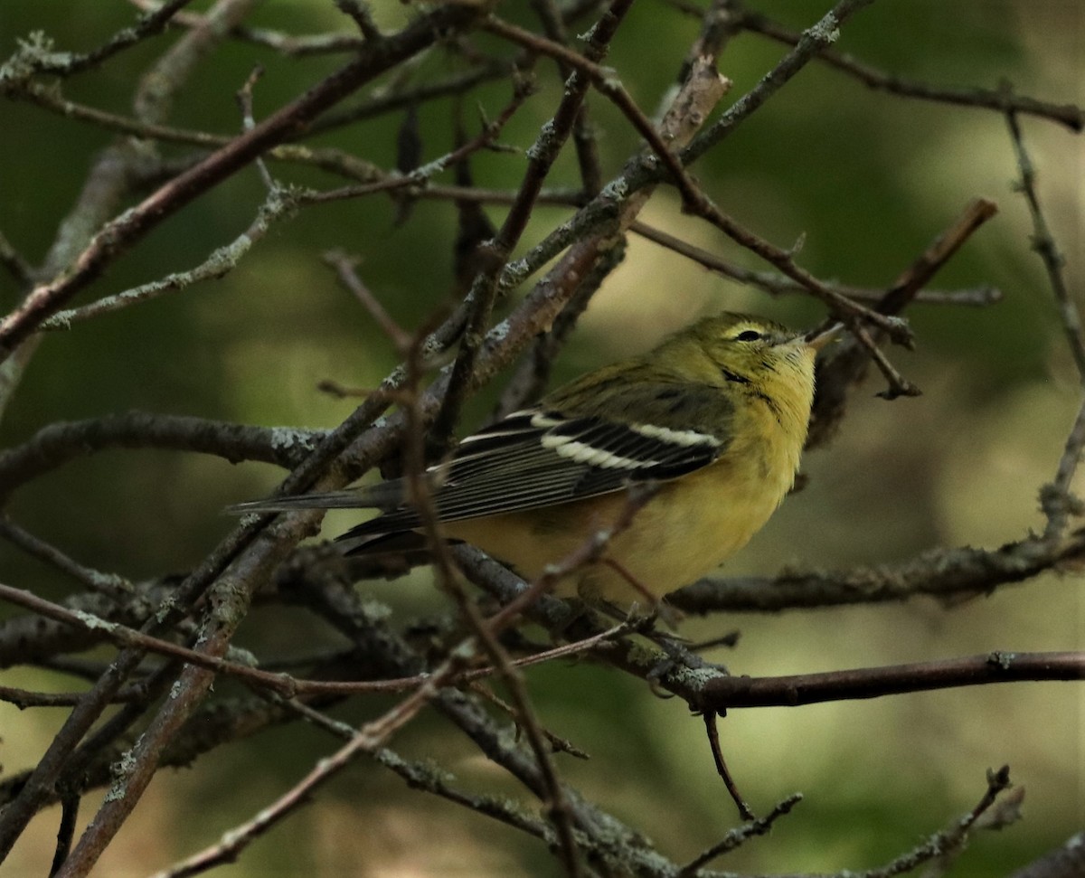 Bay-breasted Warbler - Chris S