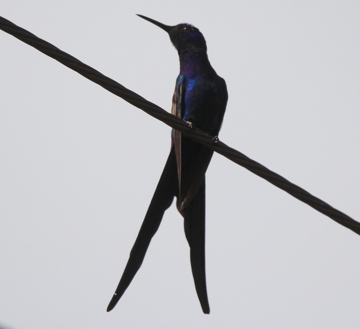 Swallow-tailed Hummingbird - ML607959701