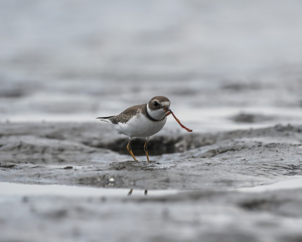 Semipalmated Plover - Corey Leamy