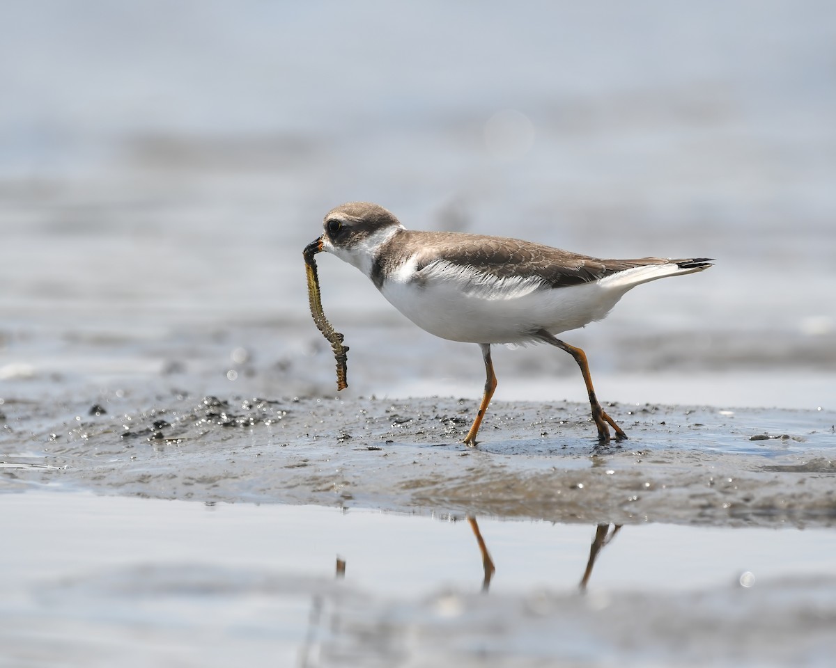 Semipalmated Plover - ML607964341