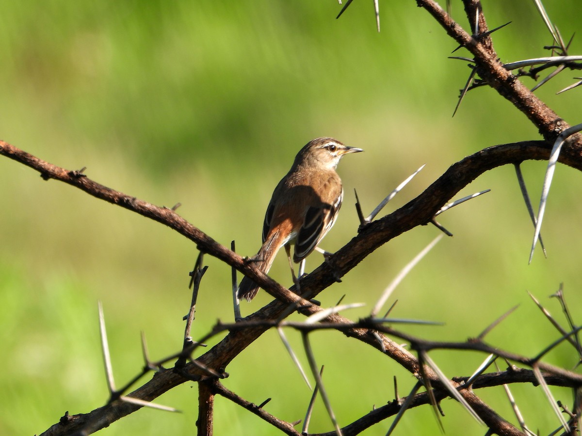 Red-backed Scrub-Robin (Red-backed) - bob butler