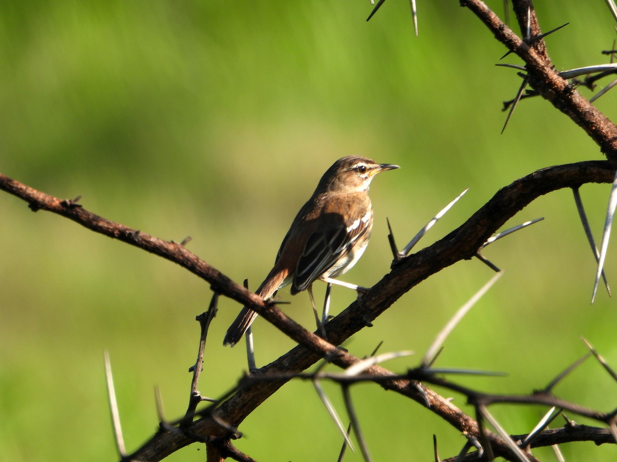 Red-backed Scrub-Robin (Red-backed) - ML607966461
