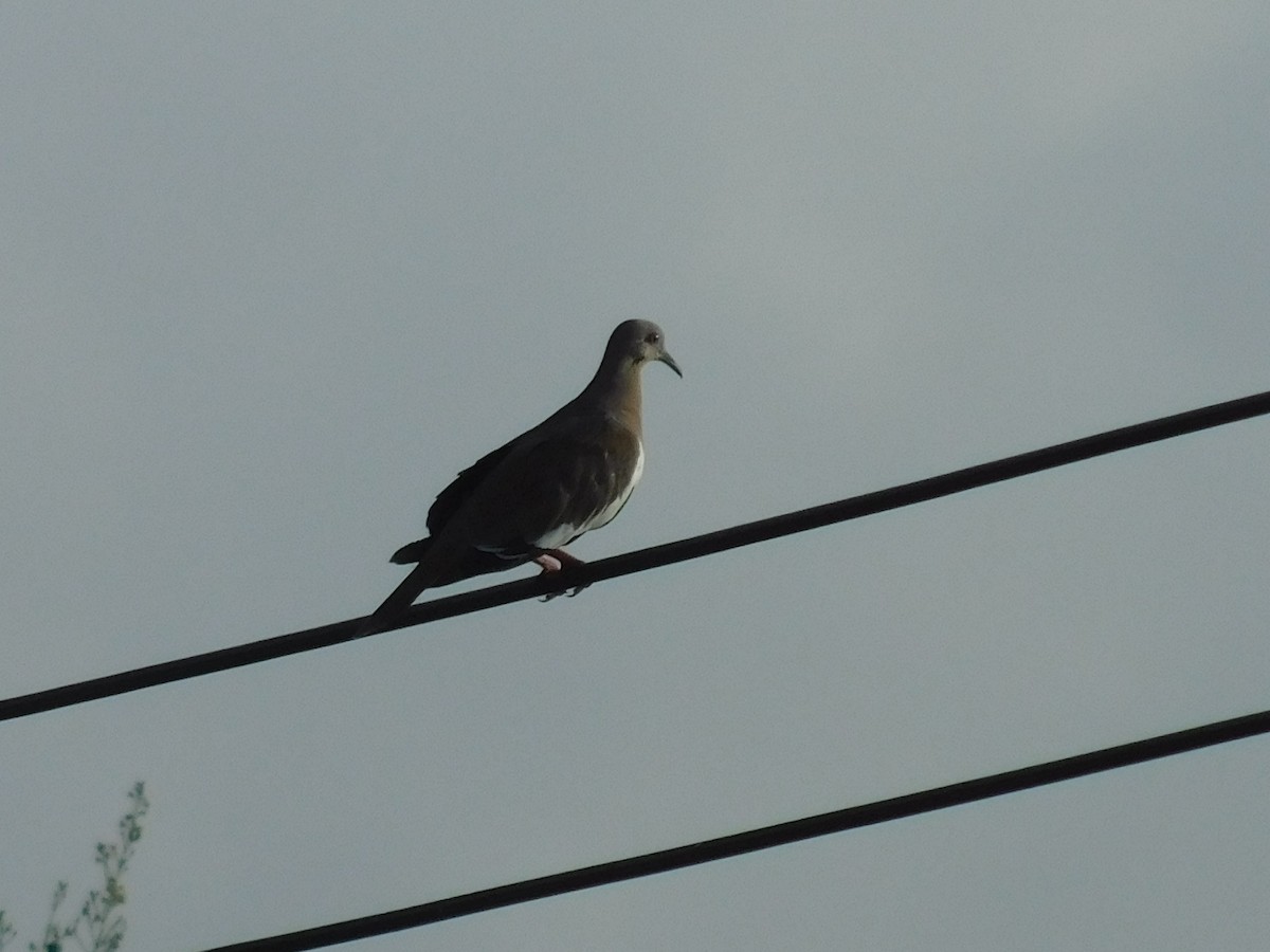 White-winged Dove - ML607967521