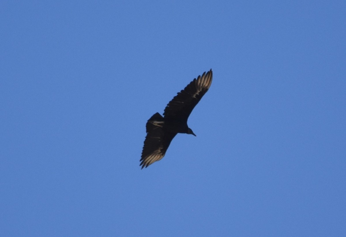 Black Vulture - ML607976801