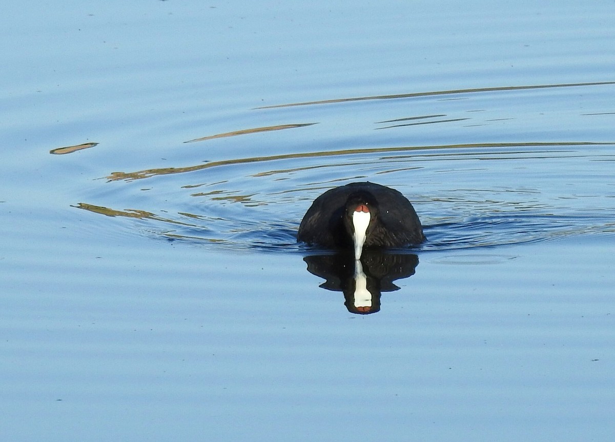 Red-knobbed Coot - Cesar Clemente