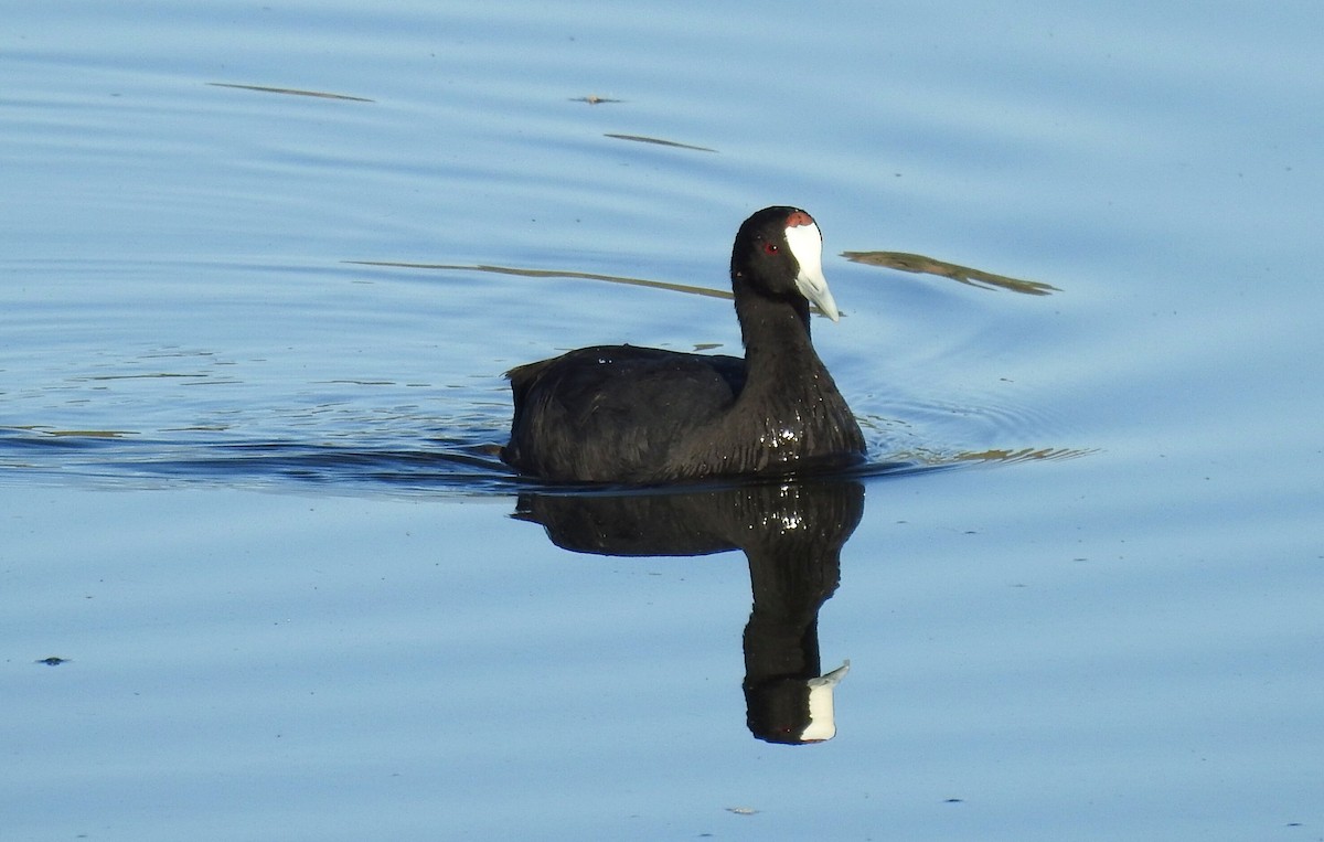 Red-knobbed Coot - ML607976881