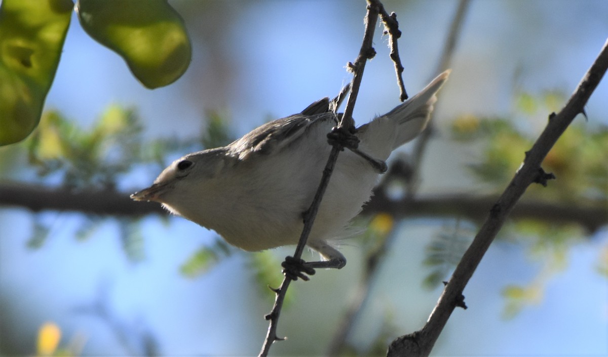 Lucy's Warbler - ML60797941