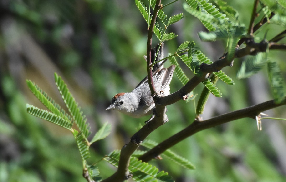 Lucy's Warbler - ML60797971