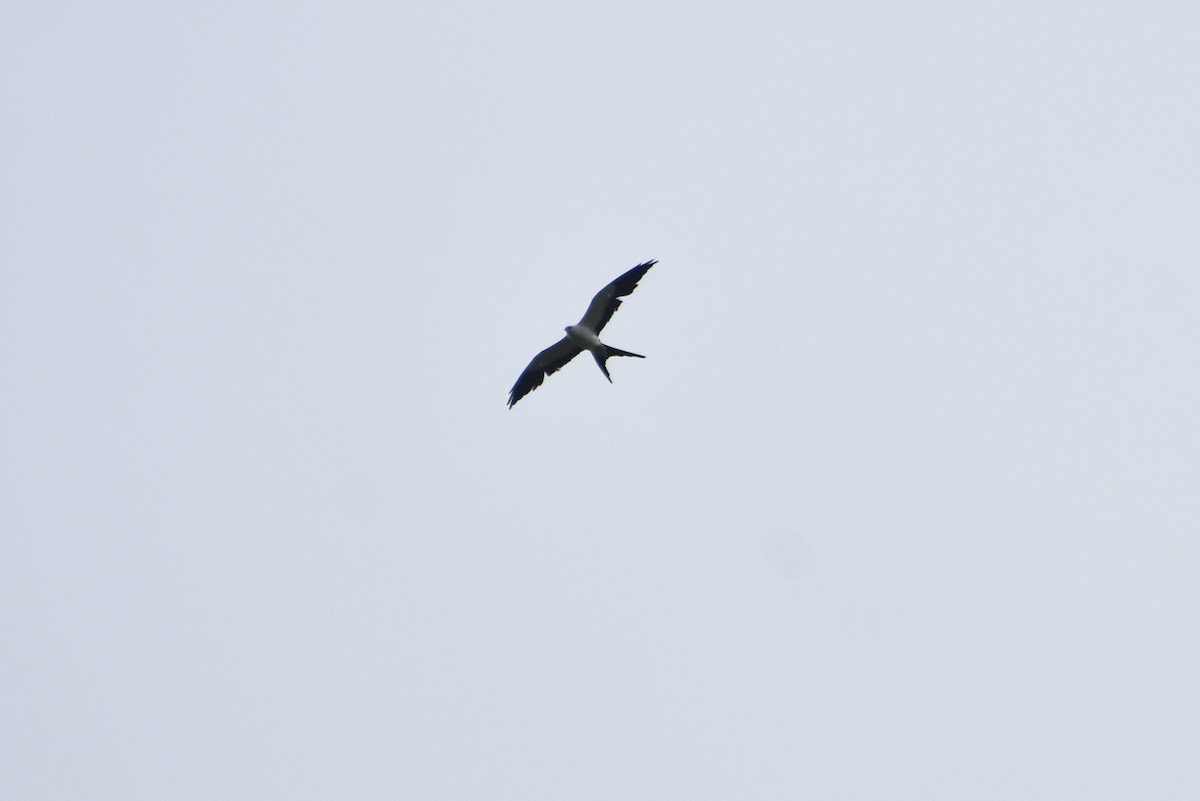 Swallow-tailed Kite - Thomas Rohtsalu