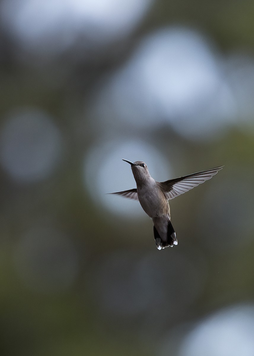 Black-chinned Hummingbird - ML607995481