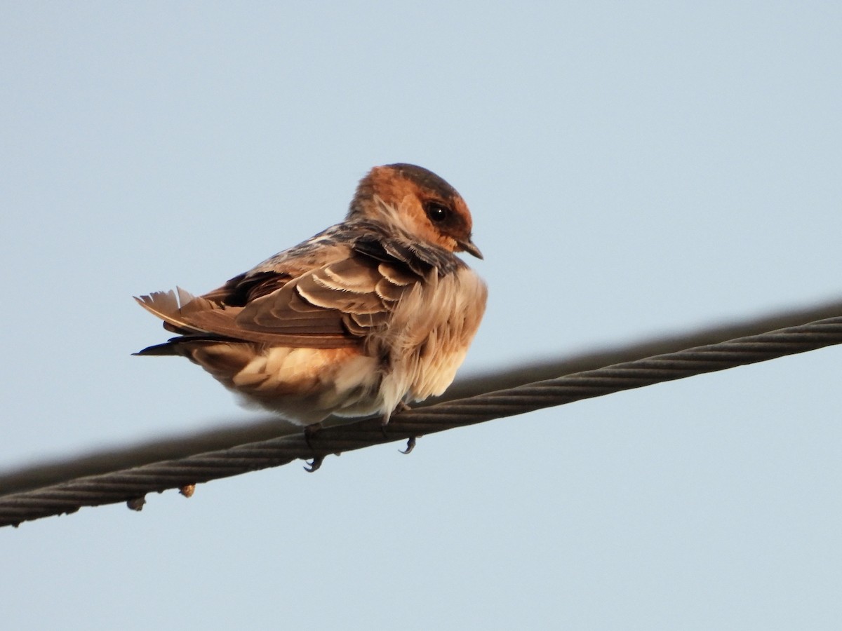 Cave Swallow - ML607998611