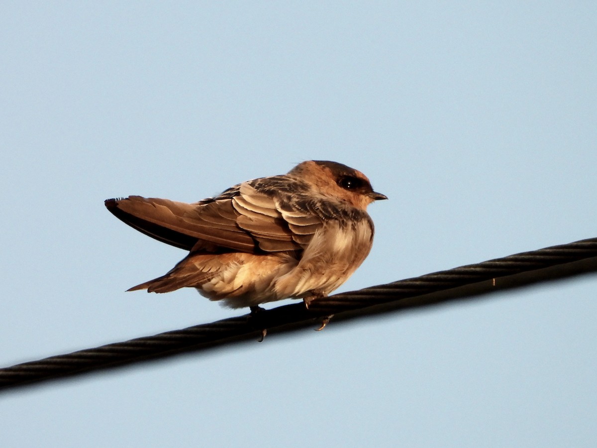 Cave Swallow - ML607998691