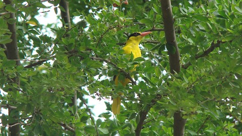 Black-naped Oriole - eBird