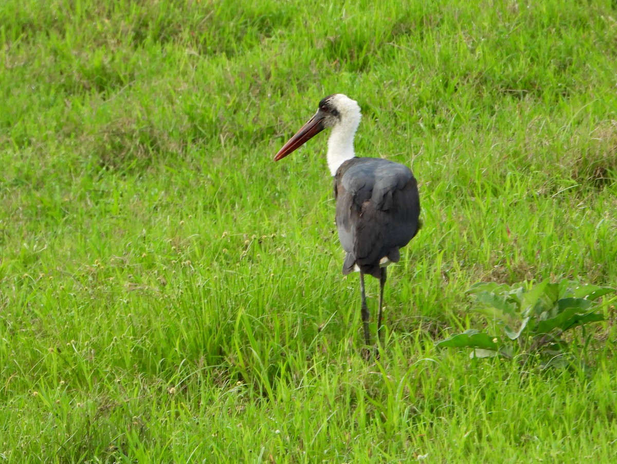 African Woolly-necked Stork - bob butler