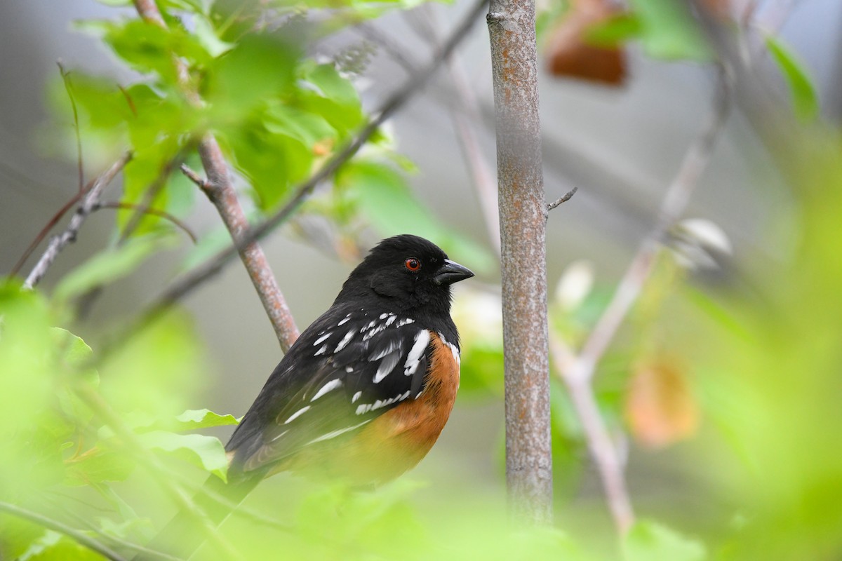 Spotted Towhee - ML608012701
