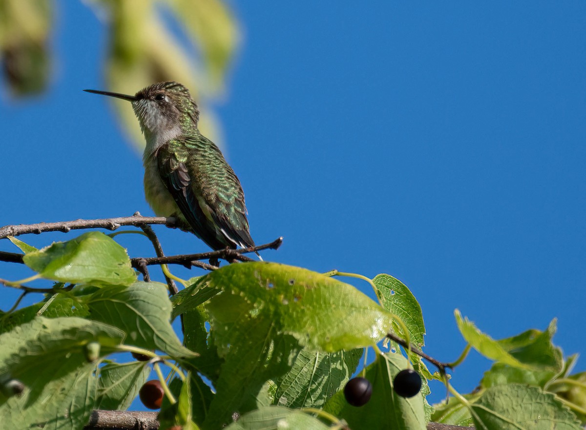Ruby-throated Hummingbird - Thomas Swartz
