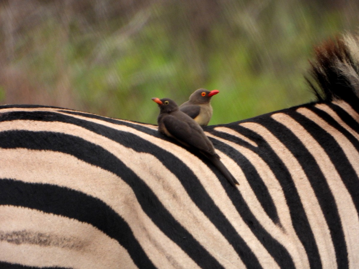 Red-billed Oxpecker - ML608013151