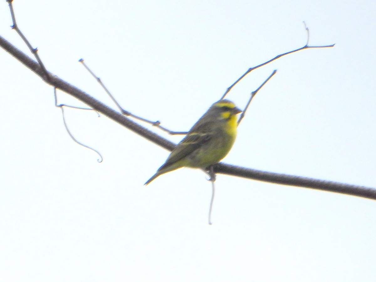 Yellow-fronted Canary - bob butler