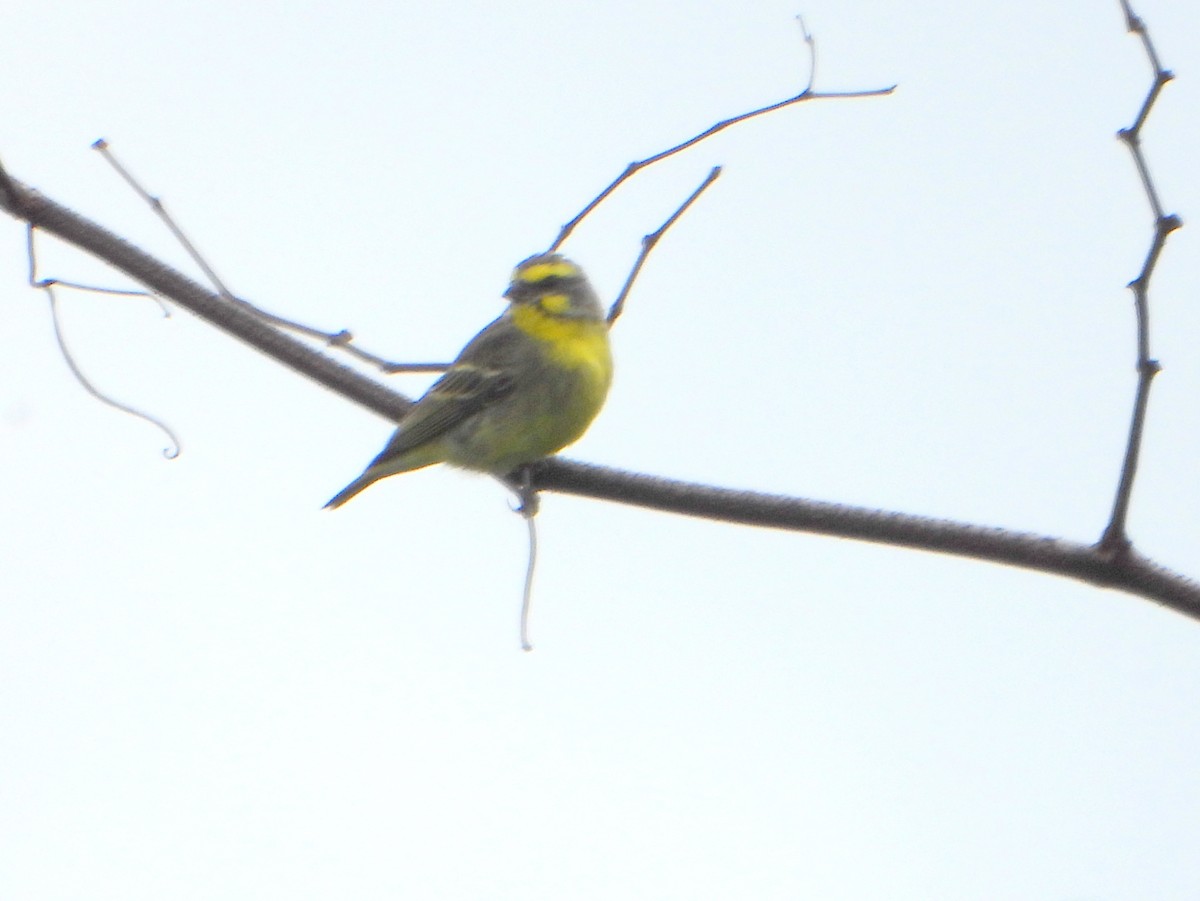 Yellow-fronted Canary - ML608013331