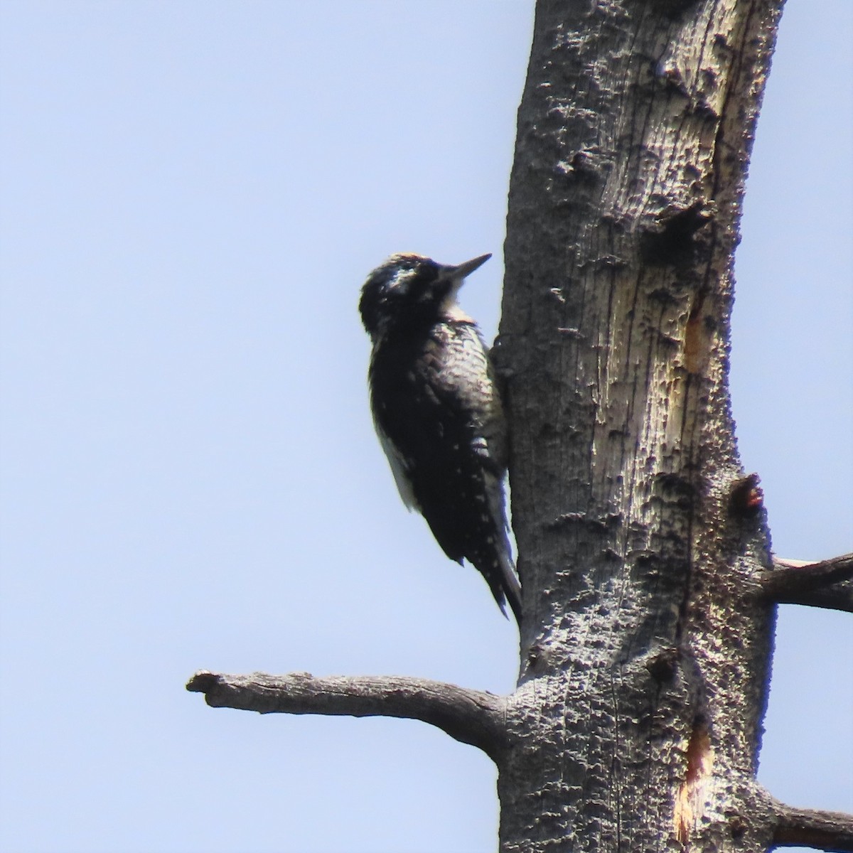 American Three-toed Woodpecker - Doug Kibbe
